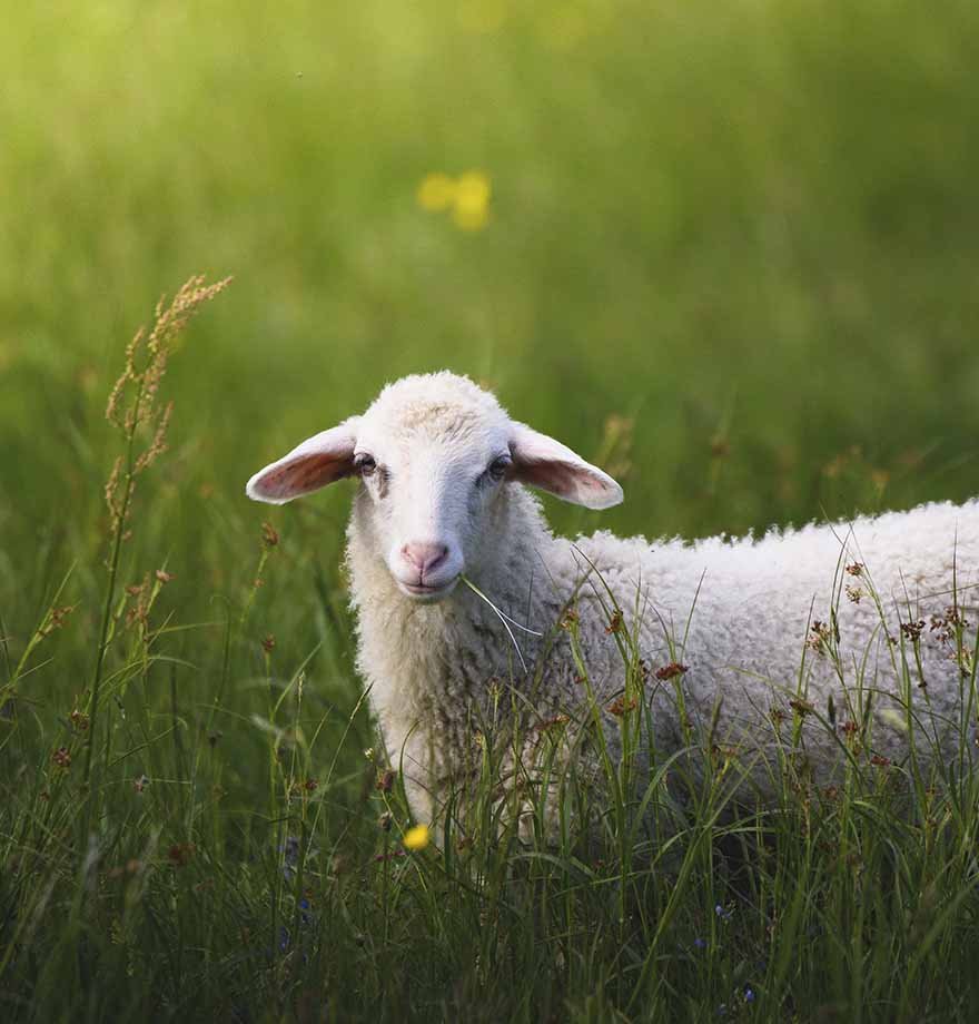 Qurban alarkən nələrə diqqət göstərmək lazımdır?