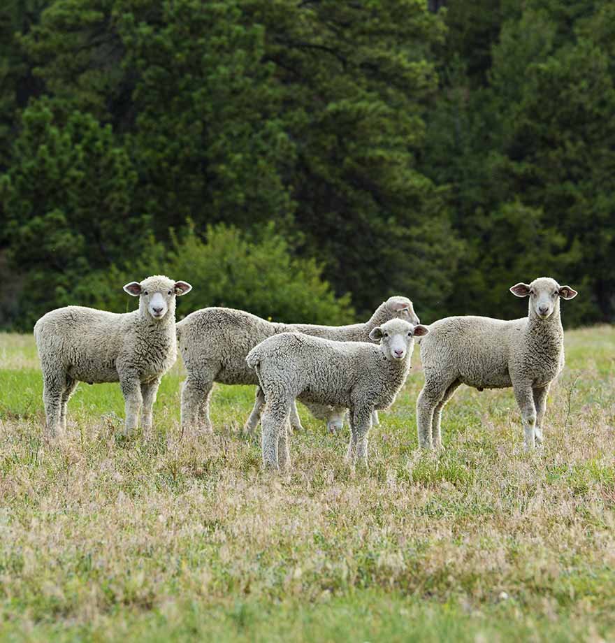 Qurbanı necə kəsmək lazımdır?