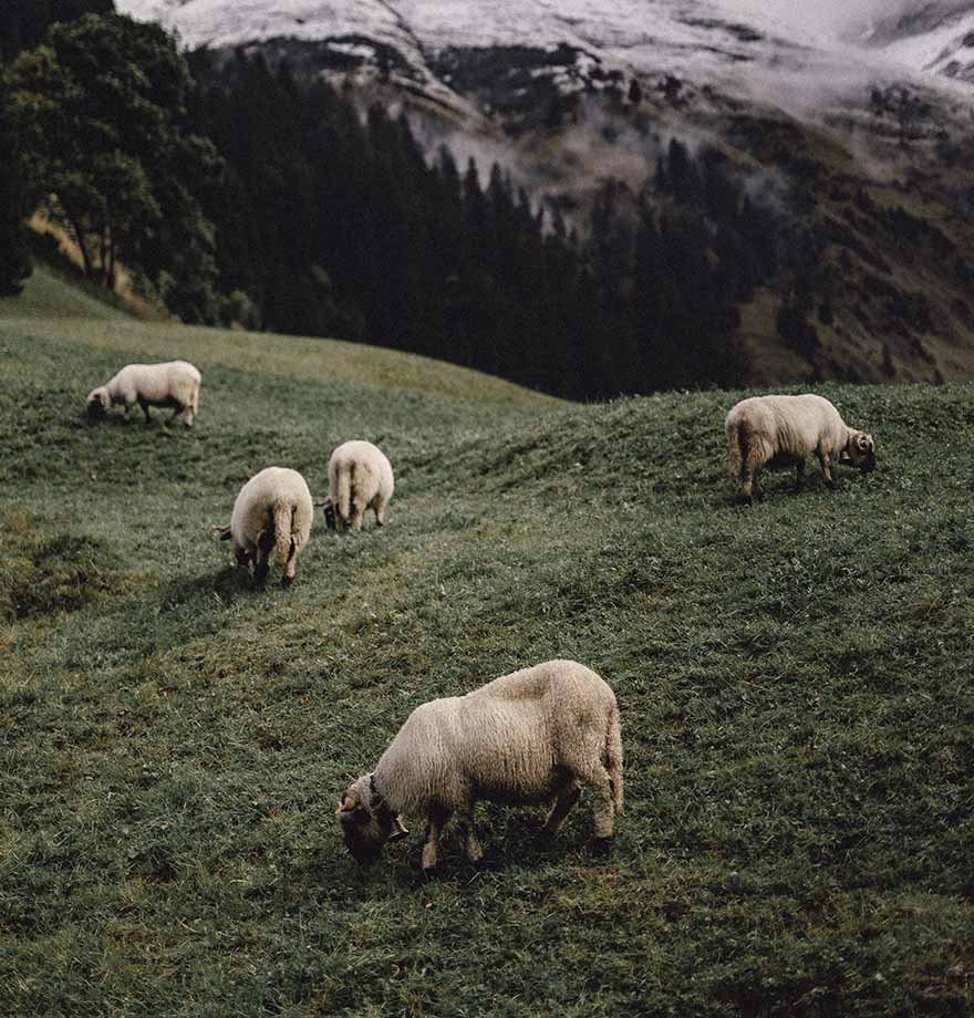 Qurbanlıq heyvanın əti necə bölüşdürülməlidir?