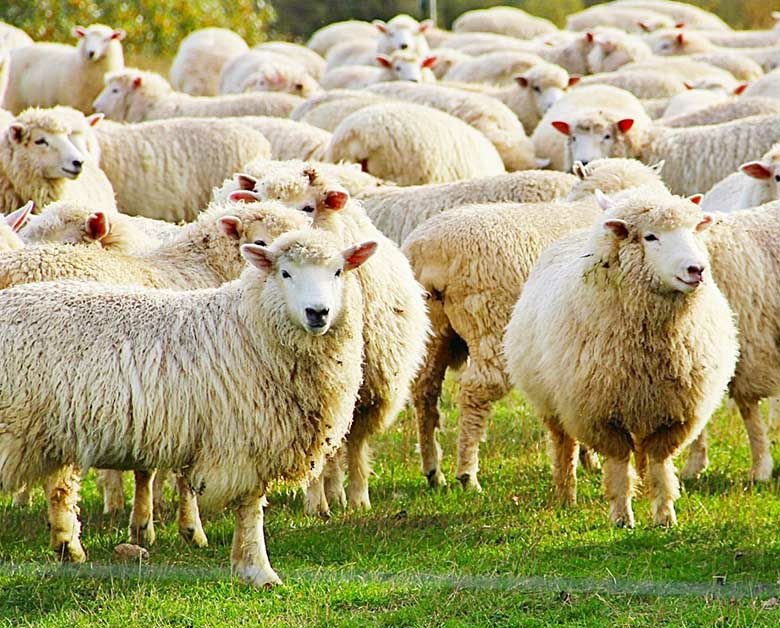 Ferma və qidalanma
